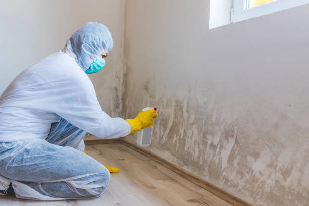 Licensed Commercial Mold Remediation service in Garner, NC - WQB Mold Removal